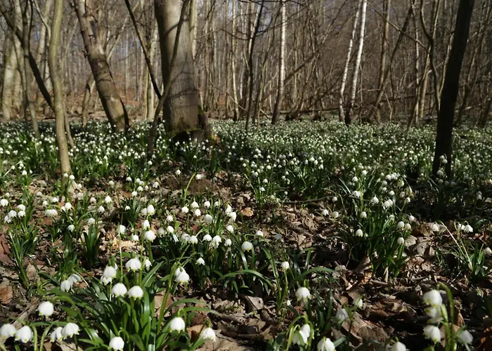 Mittelstrasse 4 Osterwieck